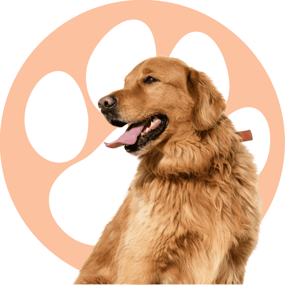 Golden Retriever Facing The Left