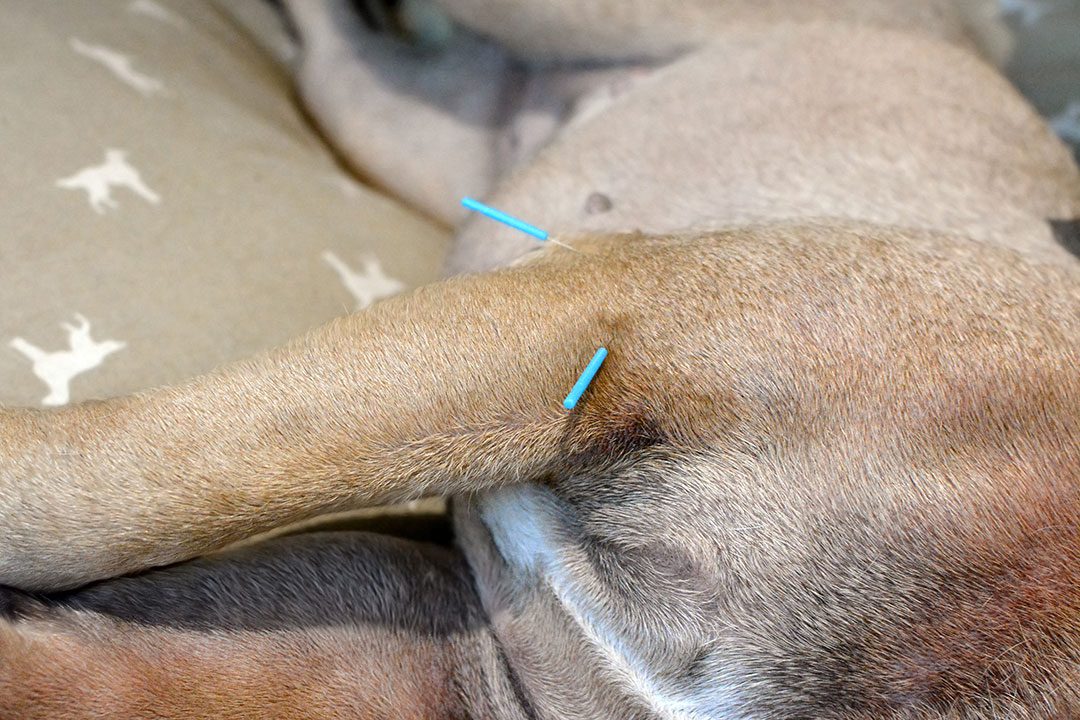 Acupuncture On Dog