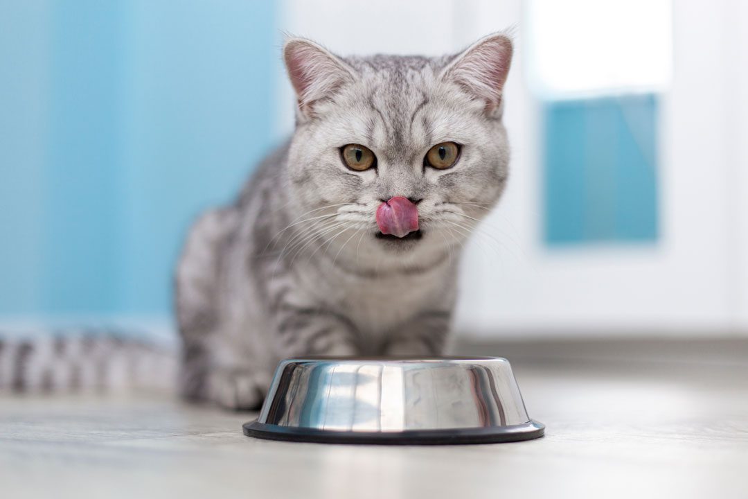 gray cat eating from metal food bowl