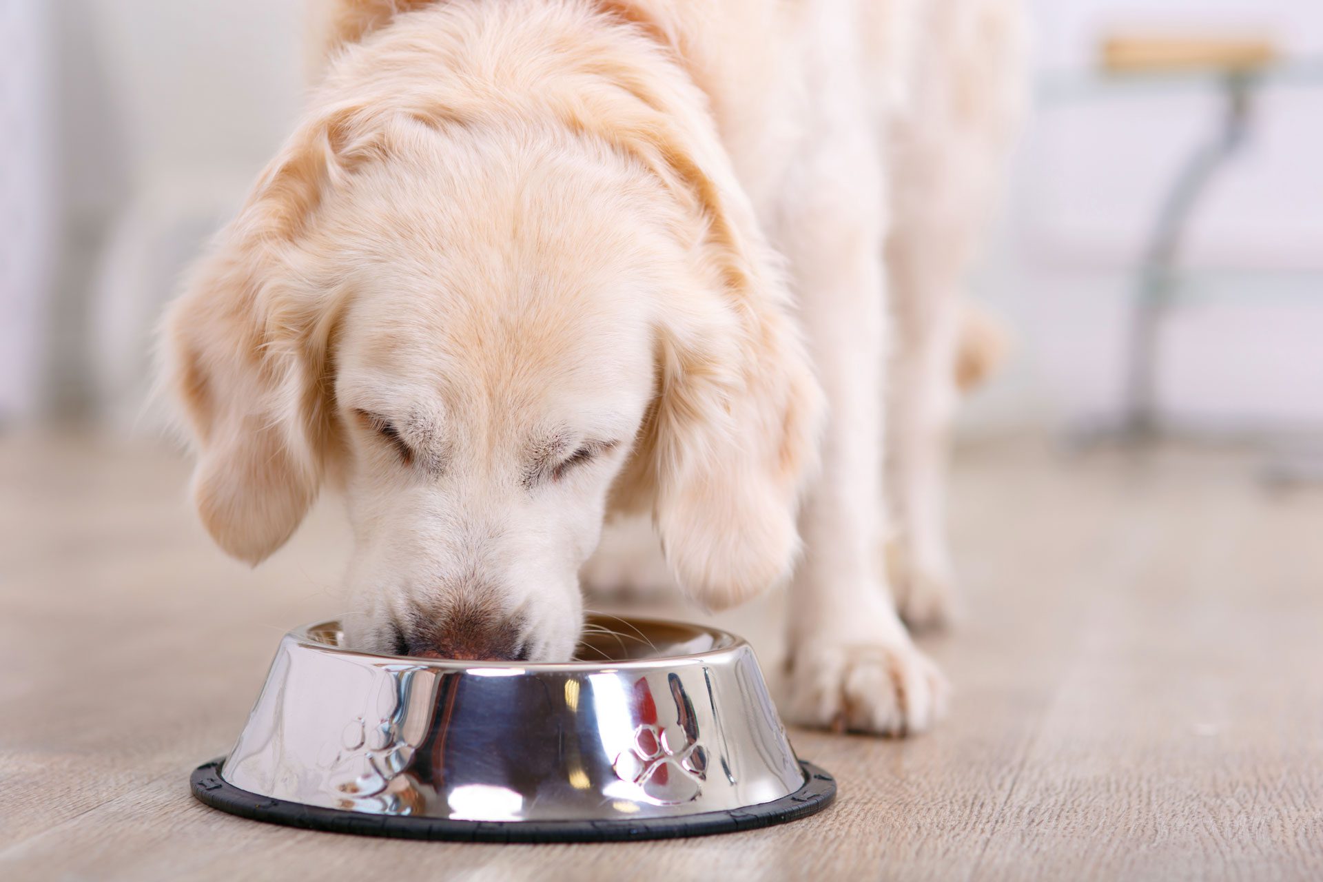 large yellow dog eating from food bowl