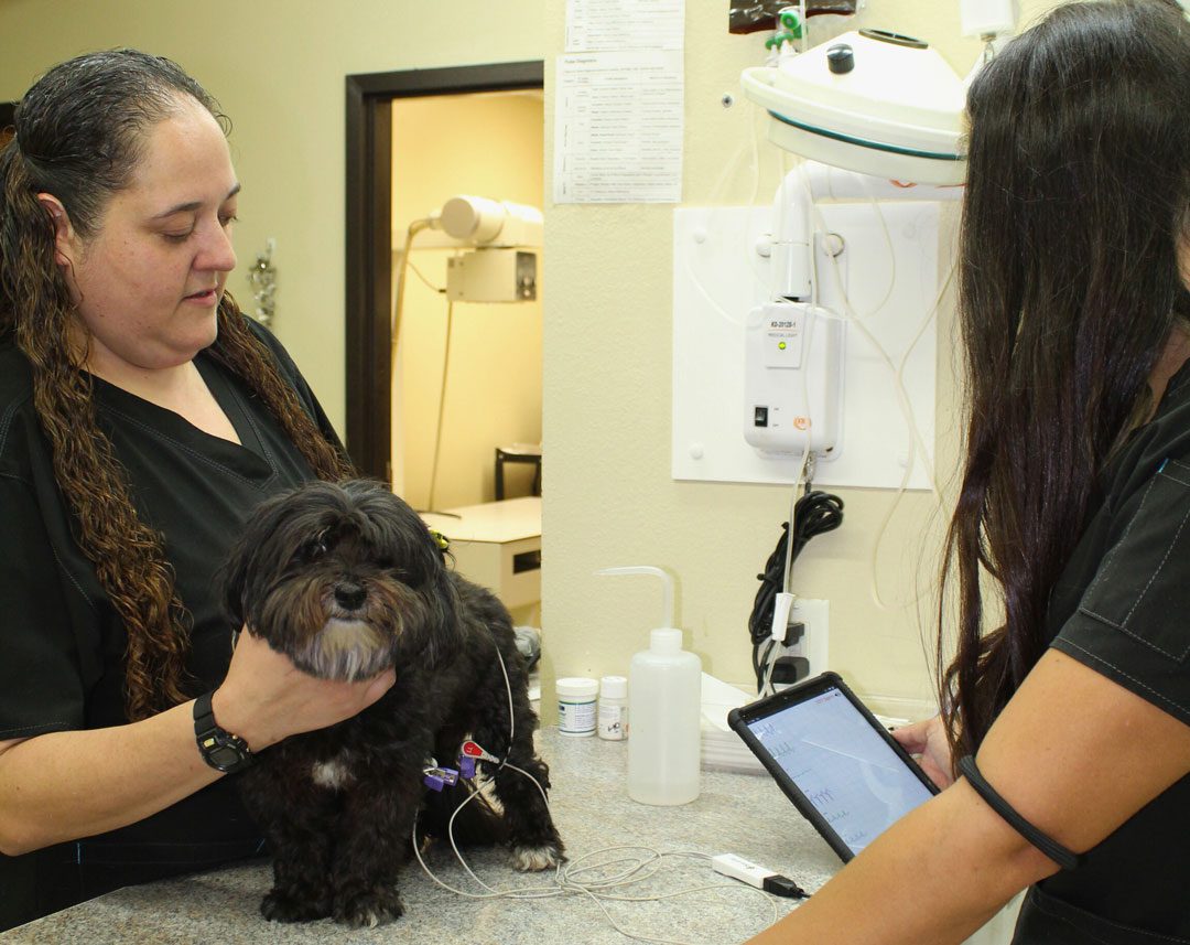 two female veterinarians examining small black dog