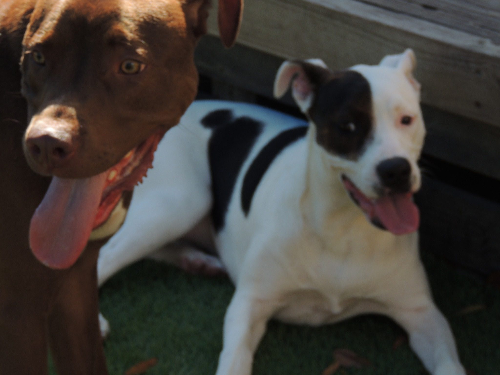 close up of two dogs outside