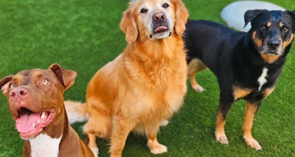 three dogs sitting outside