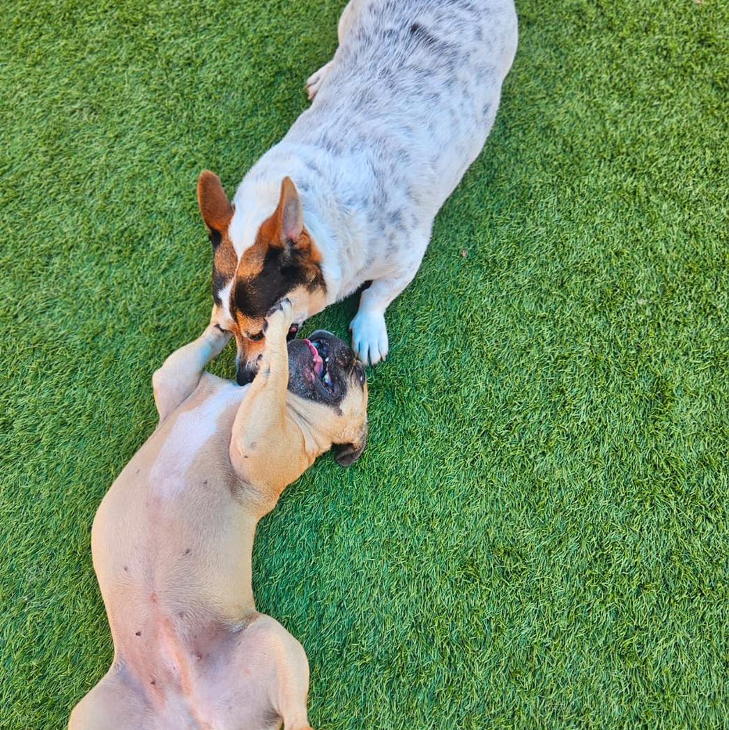 Dogs Playing