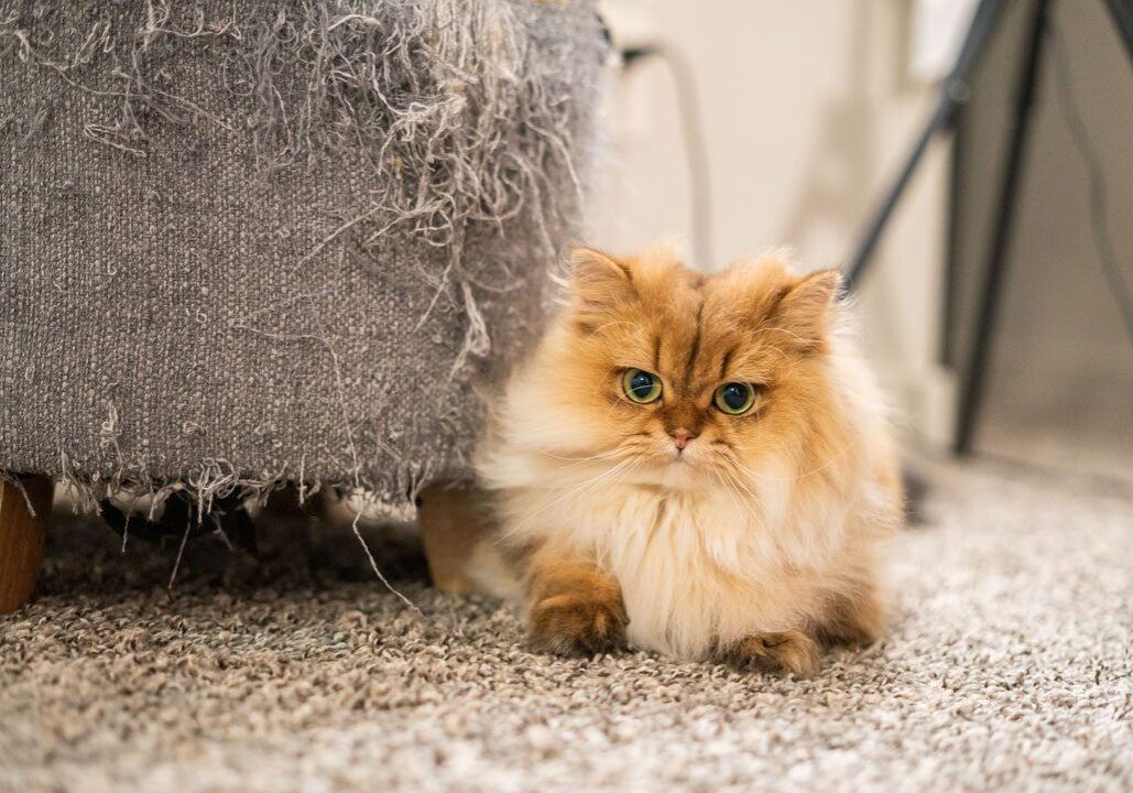 Cat Scratched Sofa