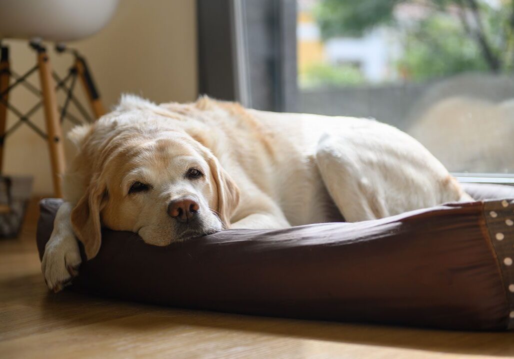 senior labrador retriever laying in dog bed