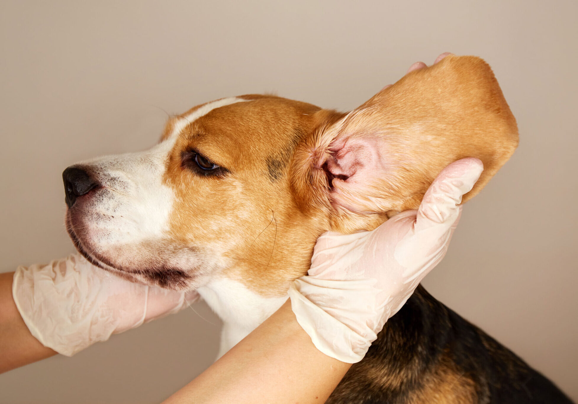 veterinarian examining dogs ear