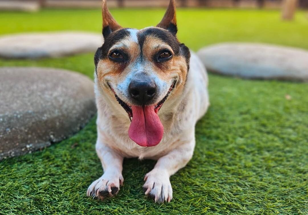 Happy Dog