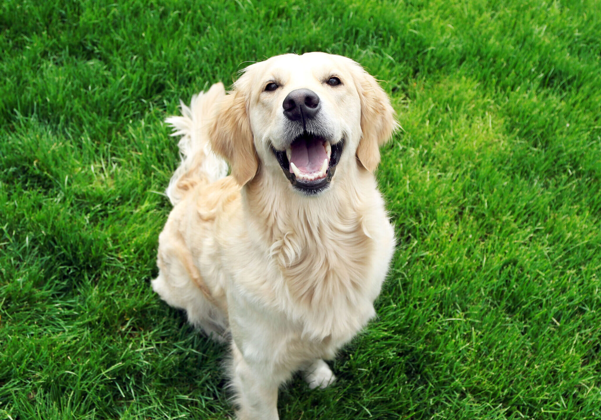 Happy Golden Retriever In The Grass