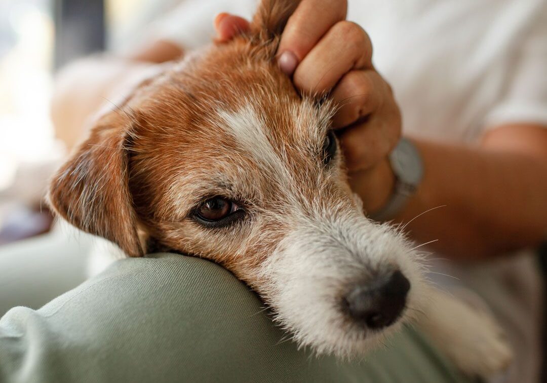 Senior Dog Laying On Owners Lap