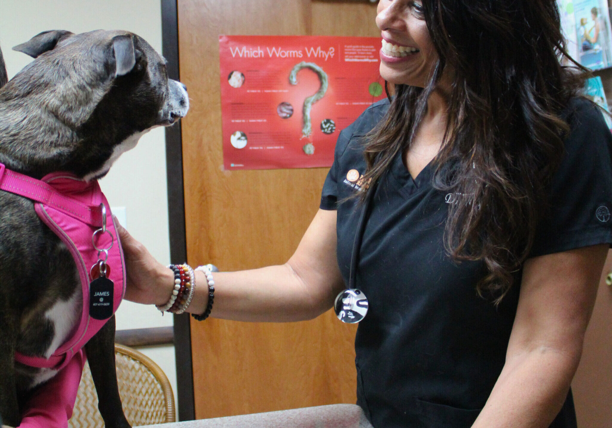 smiling female veterinarian petting dog