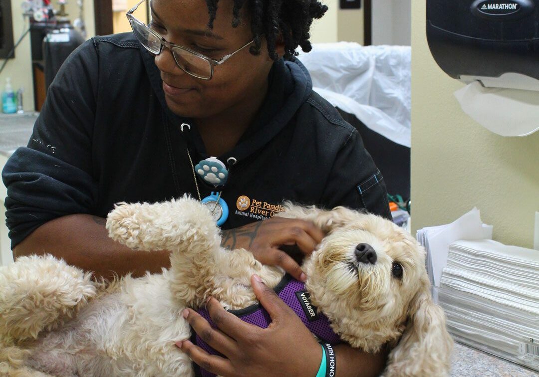 Veterinary Technician With Dog